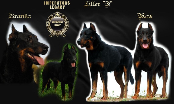 Imperator's Legacy - Puppies!!