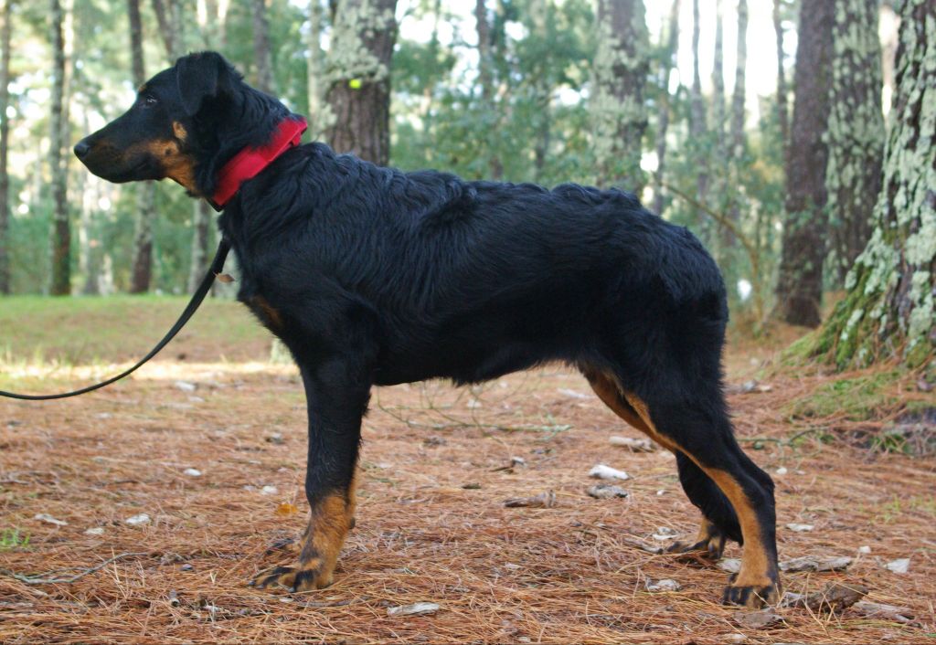 V'hope L'ami De La Campagne