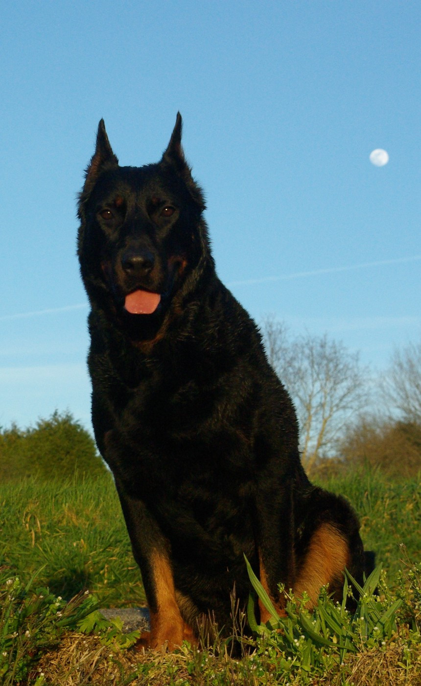 Imperator's Legacy Jingle Bell "Nena"