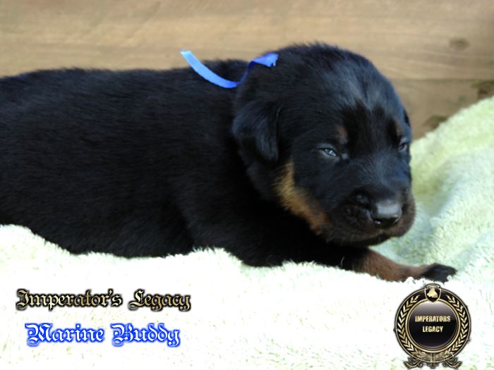 Imperator's Legacy - Chiots disponibles - Berger de Beauce