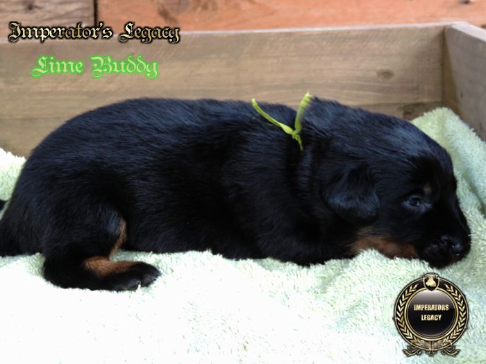 Imperator's Legacy - Chiots disponibles - Berger de Beauce