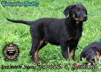 CHIOT