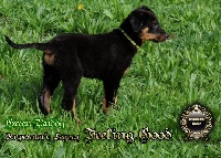 CHIOT