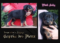 Imperator's Legacy Caprice des Dieux
