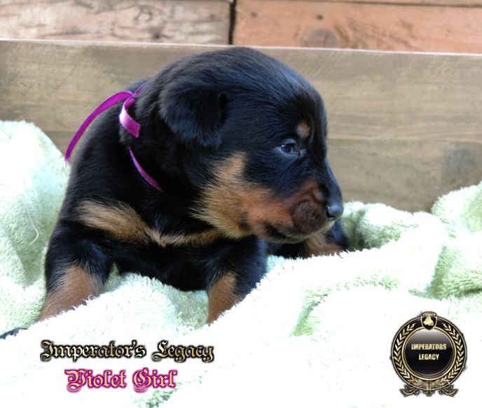 Imperator's Legacy - Chiots disponibles - Berger de Beauce