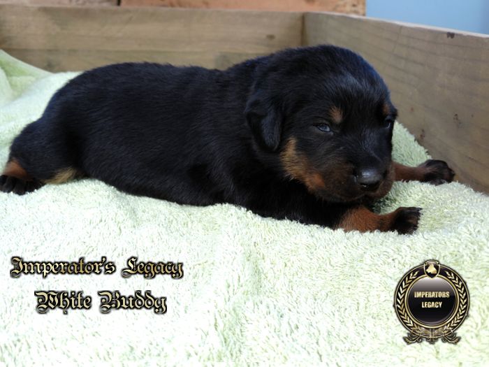 Imperator's Legacy - Chiots disponibles - Berger de Beauce